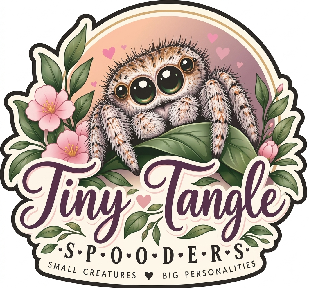 Tiny Tangle Spooders