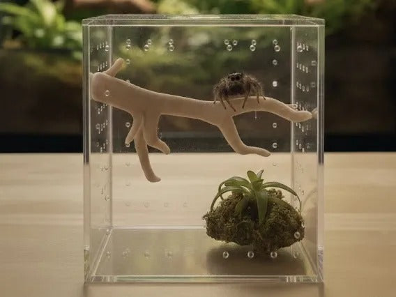 Branch Perch - shown in a jumping spider enclosure with moss