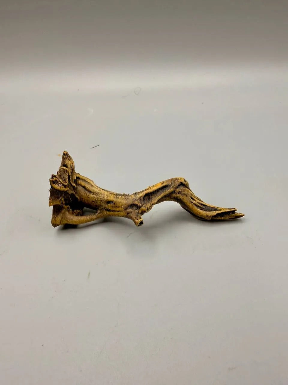 MagnaBranch - magnetic climbing branch for jumping spider enclosures