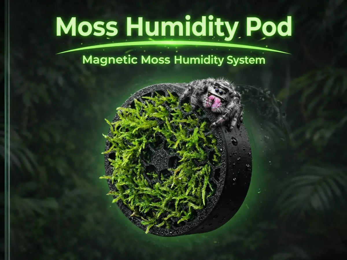 Moss Humidity Pod - shown filled with moss for a jumping spider enclosure